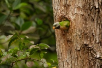 Alexandr ruzovy - Psittacula alexandri - Red-breasted Parakeet 4815